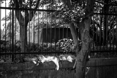 2013_07_06 12_12_40-X-Pro1-XF35mmF1.4 R