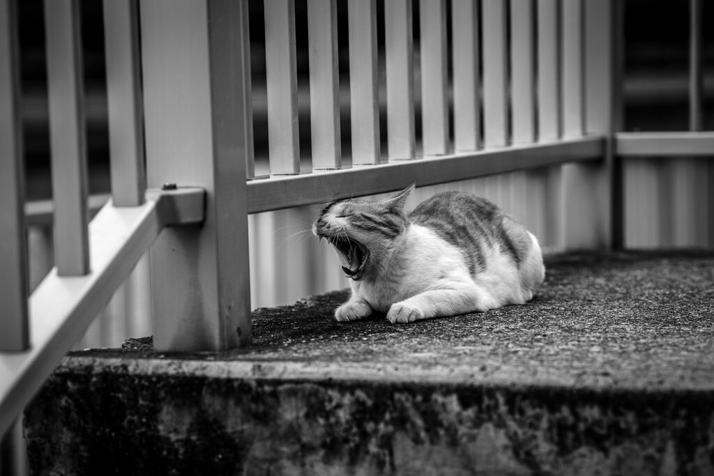 2013_09_11 16_40_19-Canon EOS 6D-EF135mm