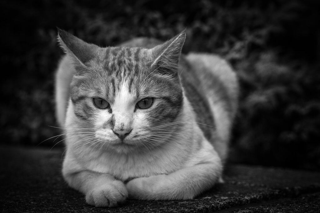 2013_09_11 16_57_33-Canon EOS 6D-EF135mm