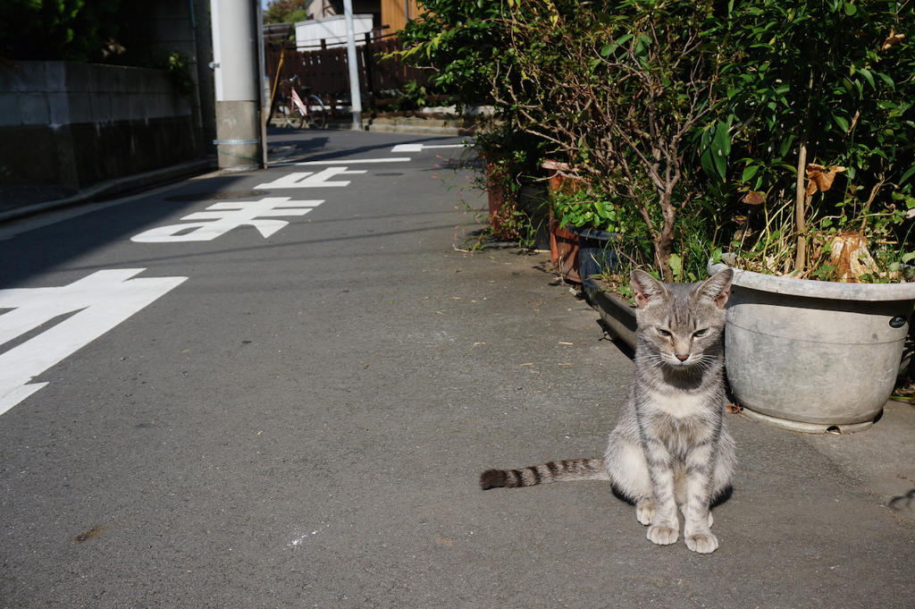 2014_10_11 13_17_26-NEX-5T-Sony E PZ 16-