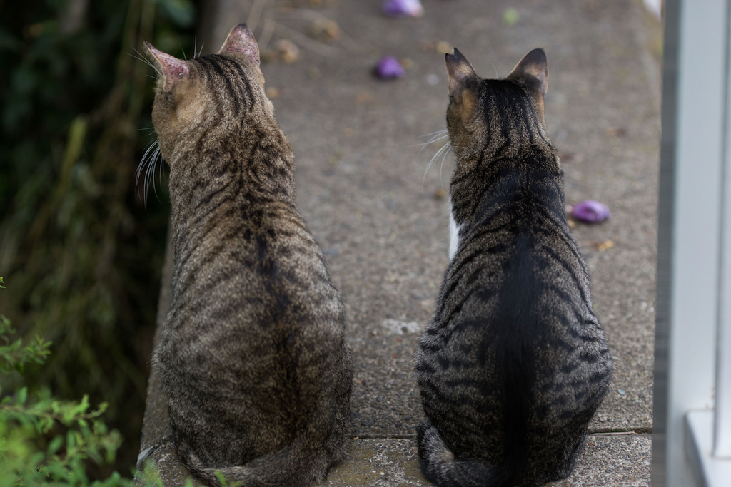 2013_09_11 16_32_33-Canon EOS 6D-EF135mm