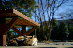 2014_01_29 11_35_44-X-Pro1-XF35mmF1.4 R