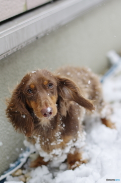 初雪