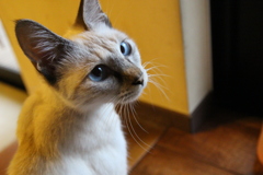 ねこちゃん
