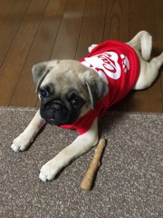 カープわんこ