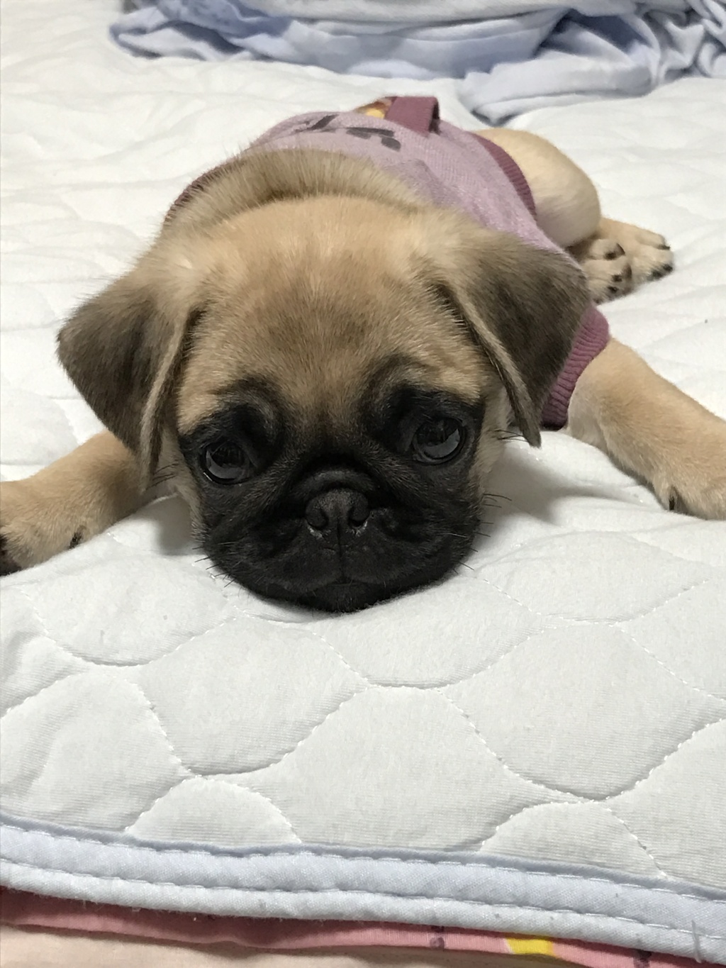 我が相棒いや息子