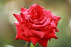 Yoyogi Rose