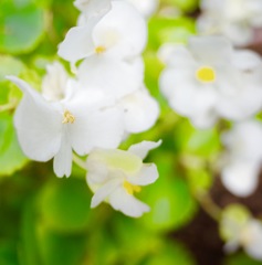 たまには、花を撮る。