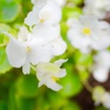 たまには、花を撮る。