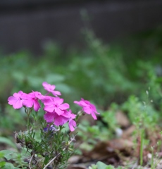芝ざくら