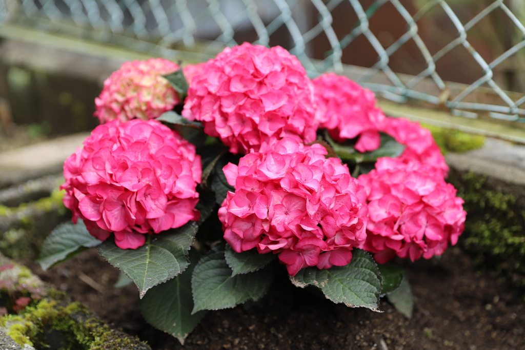 雨上がりの紫陽花から
