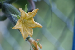 キュウリの花