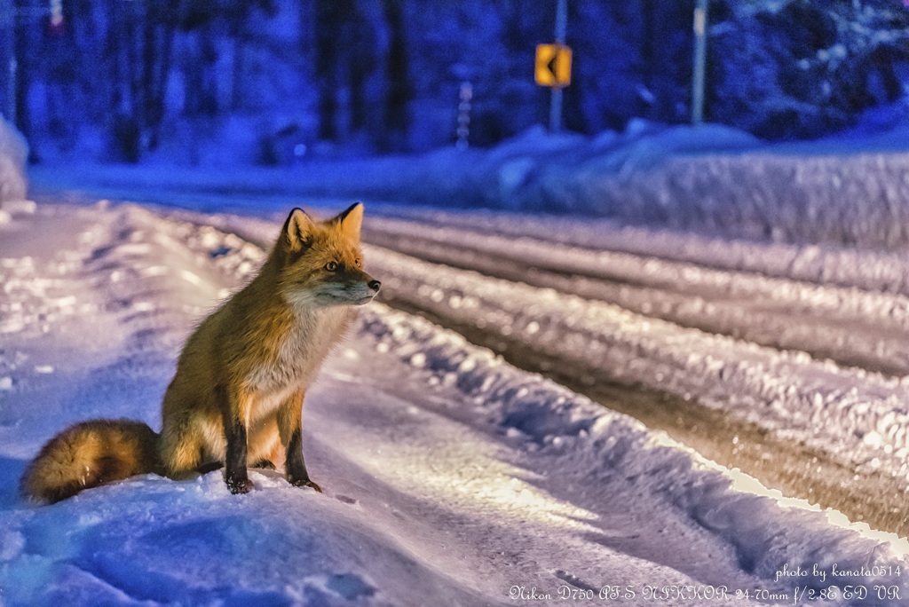 厳冬のヒッチハイカー