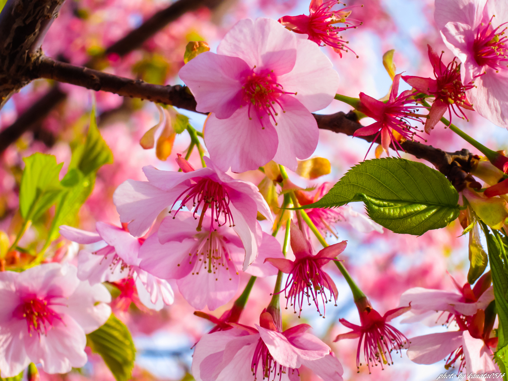 桜 with メジロ…っぽい葉っぱ