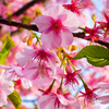 桜 with メジロ…っぽい葉っぱ