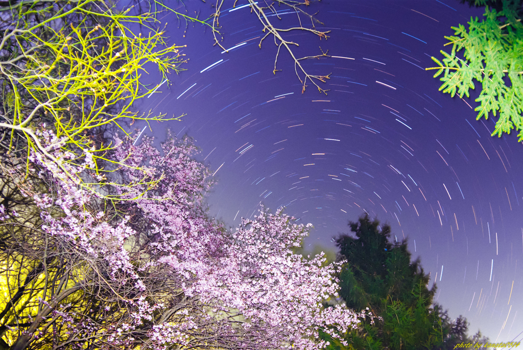 夜桜シンフォニー