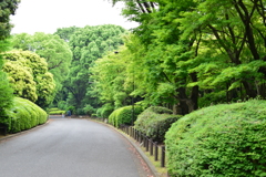 初夏の足音