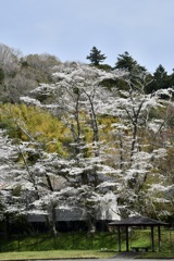 枝振りが特徴の桜