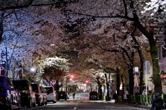 夜の桜