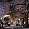 夜の桜