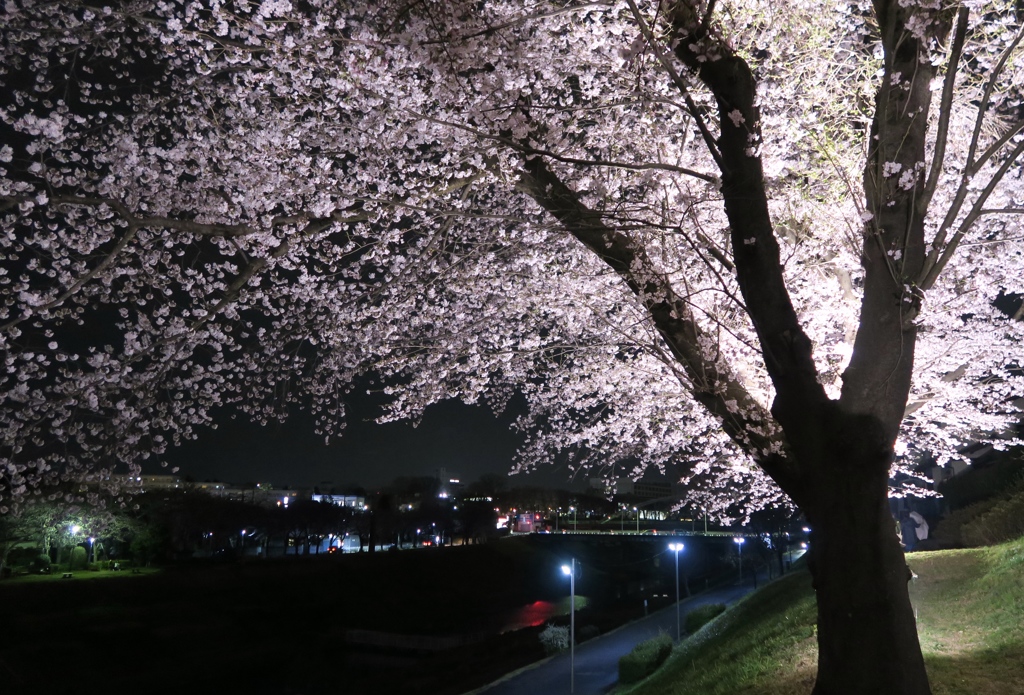 夜桜