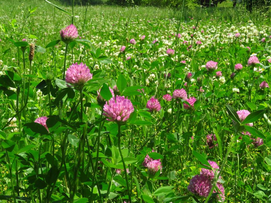 雑草の開花