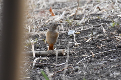 ジョウビタキ　♀