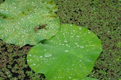 雨上がりの蓮池