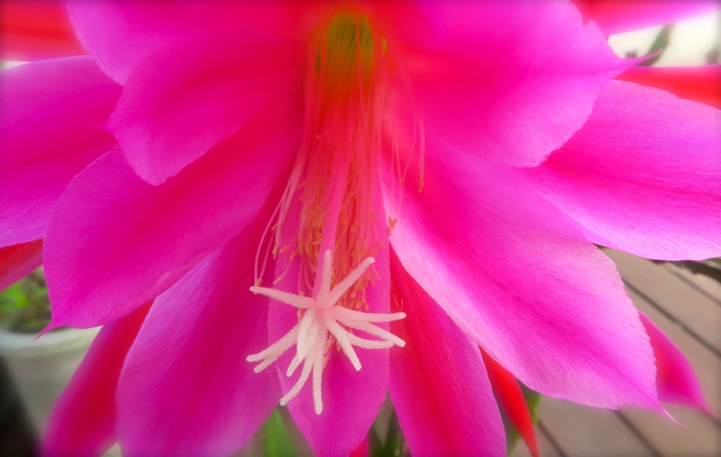 吸い込まれそうな赤