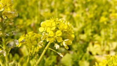 江戸川河岸は黄色一色