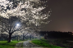 近所の夜桜