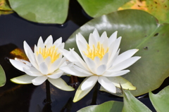 水蓮