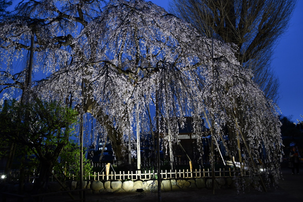 夜桜