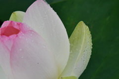 雨上がりの舞妃蓮