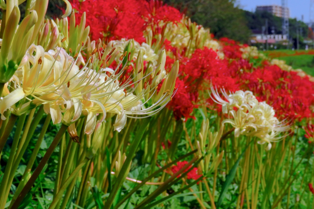 彼岸花　その２