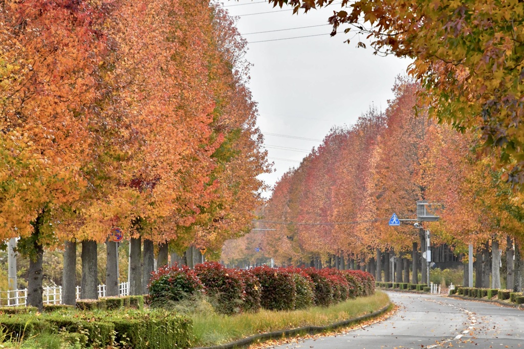 紅葉の街路樹