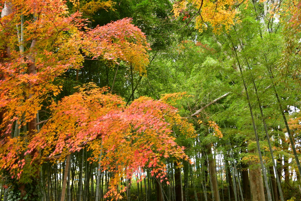 竹林の前の紅葉