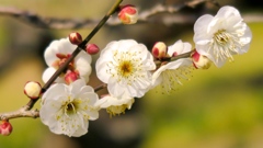 そろそろ梅も終わりに近づいています