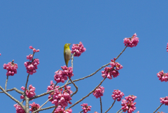 緋寒桜にメジロがやってきました
