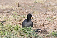水鳥（オオバン）