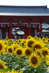 補陀洛山 満願寺