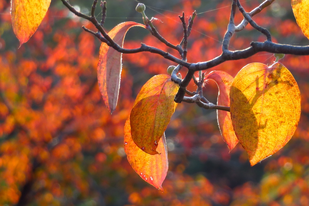 紅葉のハナミズキ