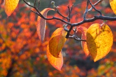 紅葉のハナミズキ