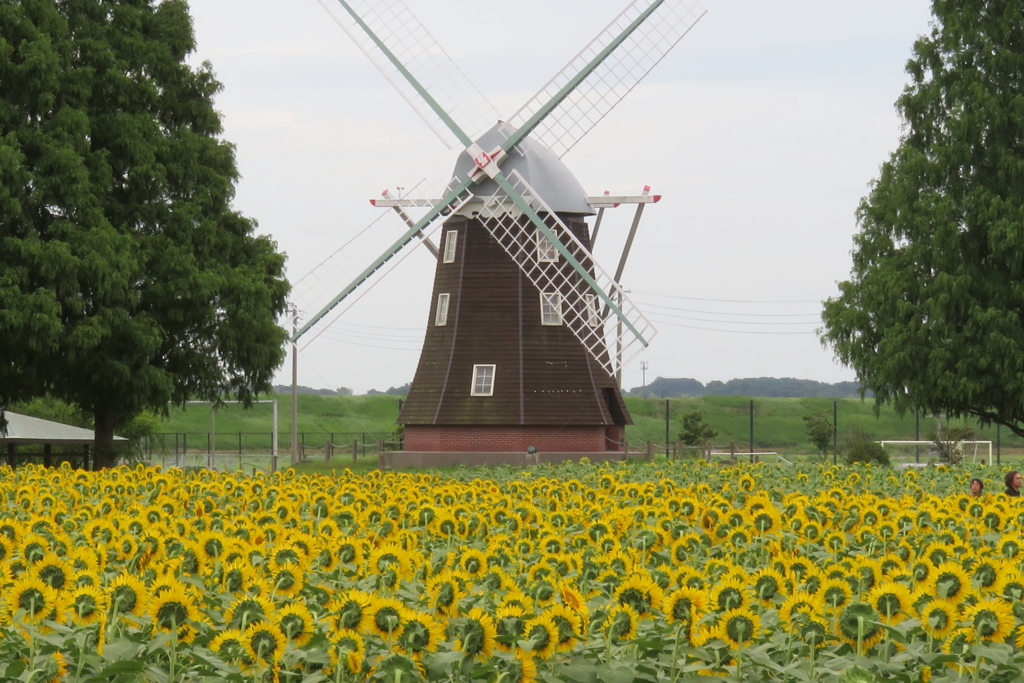 そっぽを向くひまわり