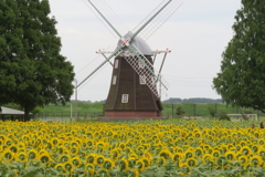 そっぽを向くひまわり