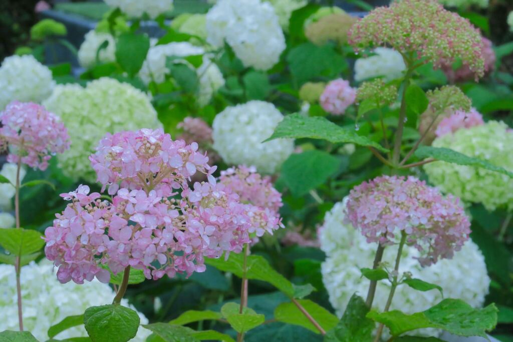 紫陽花の季節になりました　２