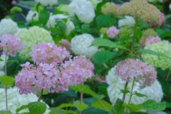 紫陽花の季節になりました　２