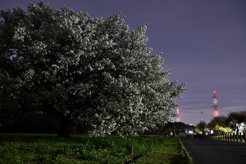 満開の夜桜（大島桜）