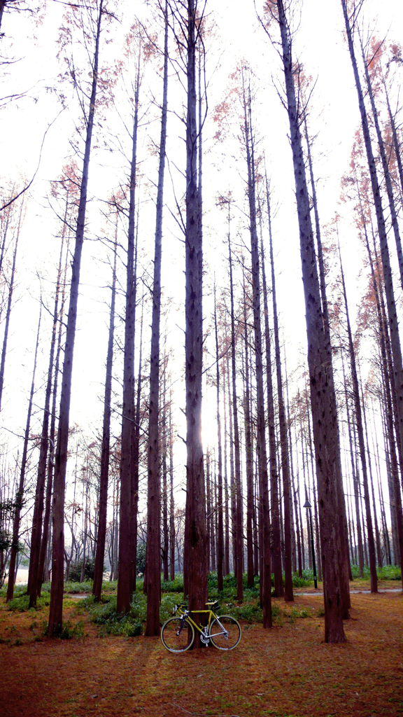 メタセコイアの森