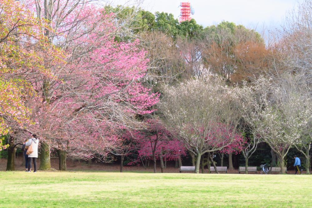 柏の葉公園も咲き始めました